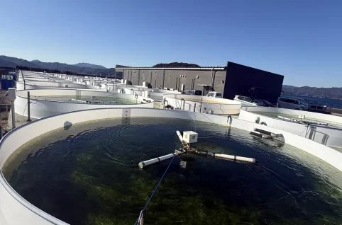 スジアオノリを育てている水槽